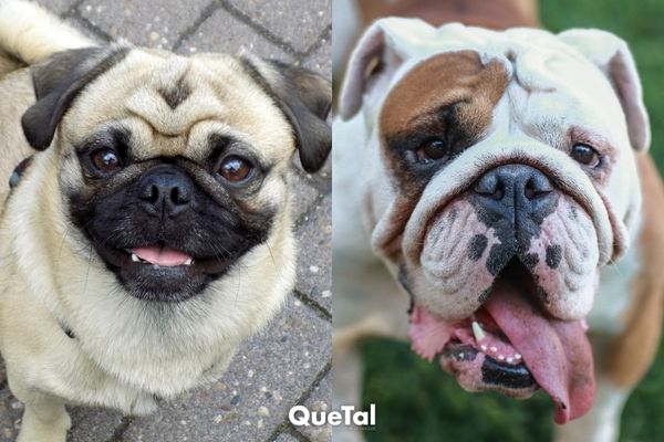 Así es la deformación canina provocada por el egoísmo humano